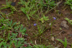 Utricularia arcuata